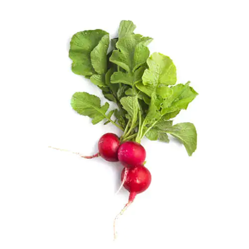 Radish Red Baby 125g Netherlands